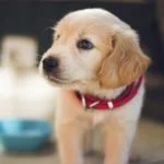 With the increase of DCM in dogs happening in recent years, there is a lot of confusion surrounding the topic of DCM and pet food. Well, that confusion can finally stop thanks to this Q&A regarding DCM.