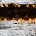 It is best to try and stop pests such as termites from invading your home before it happens. Here is our guide to preventing pests.
