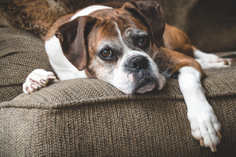 If you own pets, chances are, you need your ducts cleaned right now. Find out why you should complete duct cleaning more often as a pet owner.
