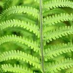 Should I place a fern in my house? Do ferns require a lot of care? Read on to discover the truth about ferns as houseplants here.