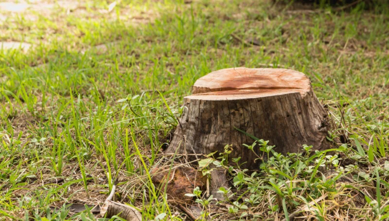Got the dream yard in mind? But what do you do about that pesky stump in the way? Learn how to get rid of a stump easily here.