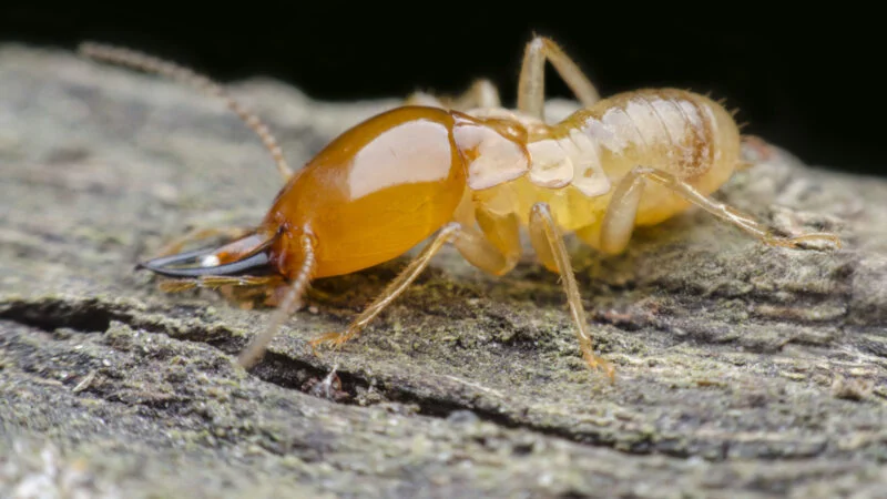 There are several signs you have termites in your home. Check out this informative guide to learn how to spot and get rid of termites.