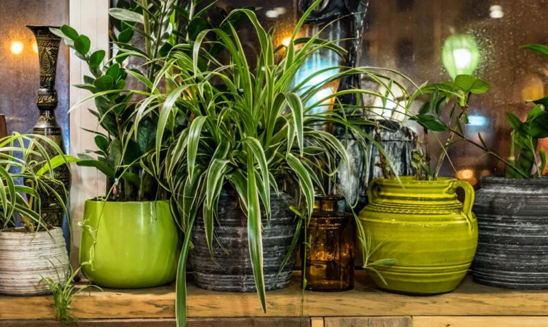 When it comes to plant problems, you might be thinking to yourself: where can I buy outdoor plants online? Take a look at what you need to know today.
