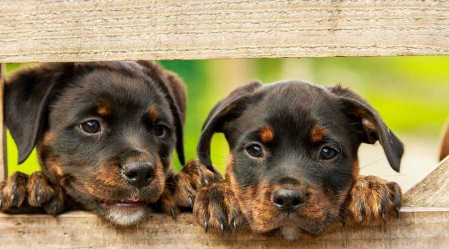 dog puppys