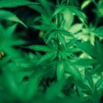 weed leaves