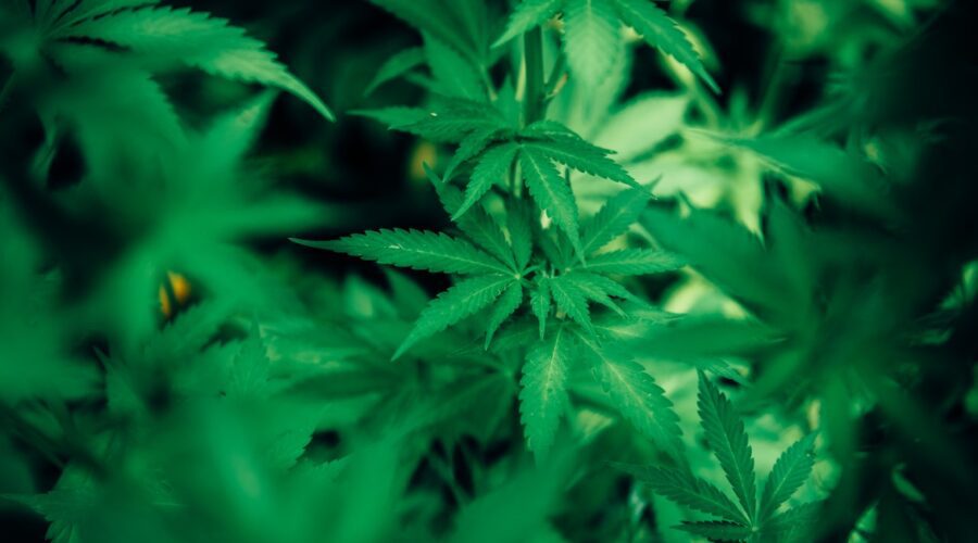 weed leaves