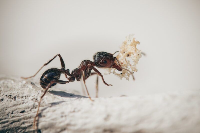 Are you wondering how you can prevent ants from making your home, their home? Click here for seven practical tips for preventing ants.