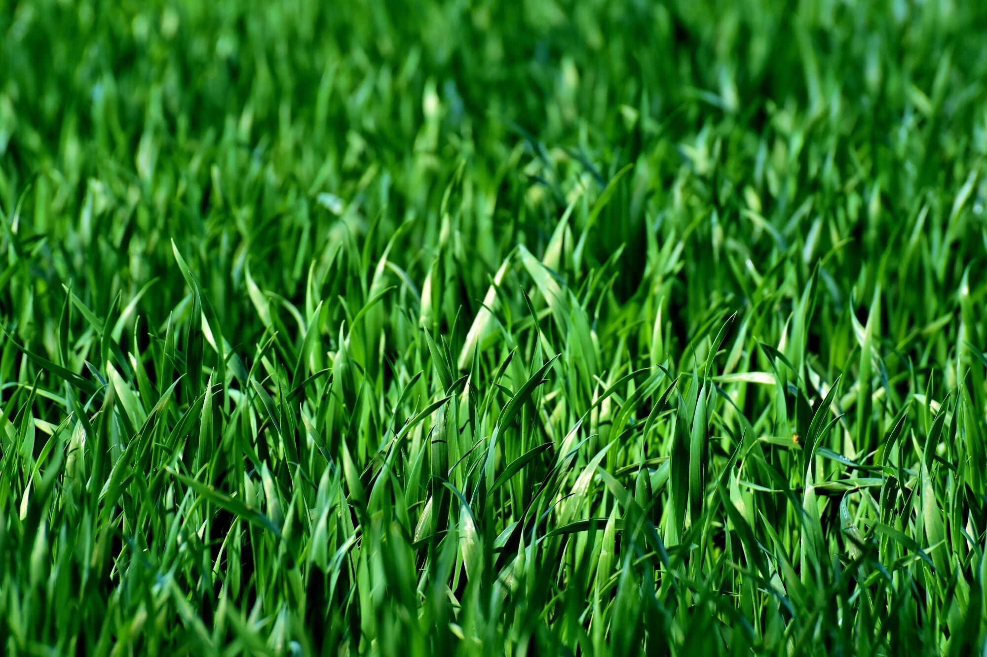 Many people look forward to spring, but are you ready to maintain your lawn the right way? Take a look at these top tips on how to maintain a lawn!