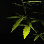 Benefits Of Buying Good-Quality CBD Sticks