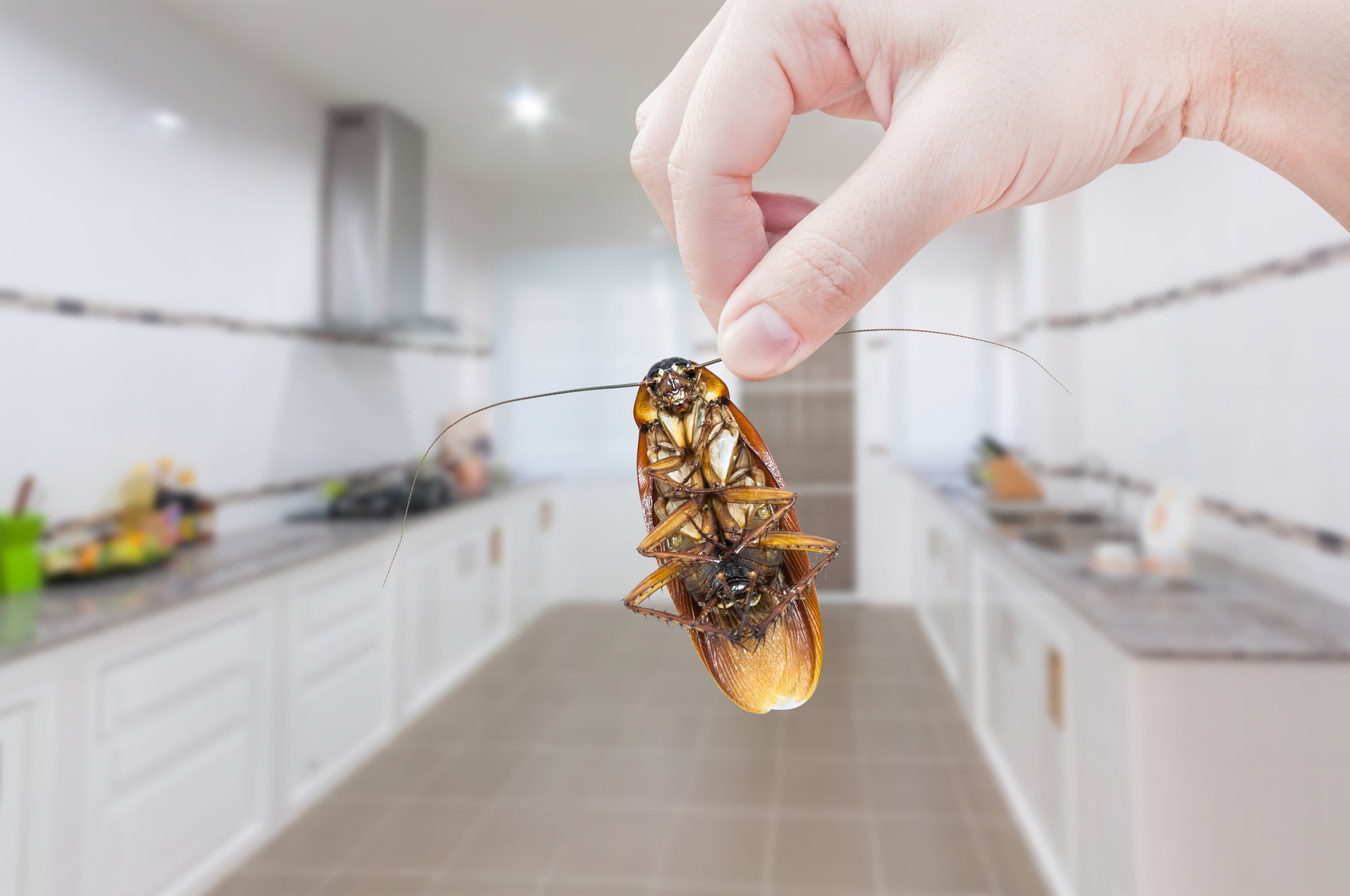 Household pests aren't just irritating. They're walking health and safety hazards! Here are three important pests to avoid.