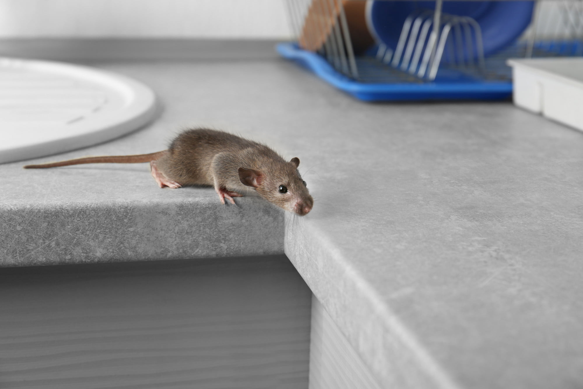 There are several different types of pests that can invade your home. Keep reading to learn more about what to keep an eye on.