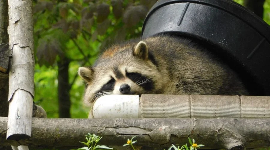 How to Keep Animals Out of Your Home
