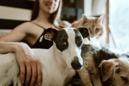 The Cost Of Pets And How To Prepare Financially Before Adopting An Animal
