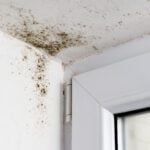 Did you know that not all mold is grown equal these days? Here are the many different types of mold that may lurk in your home today.