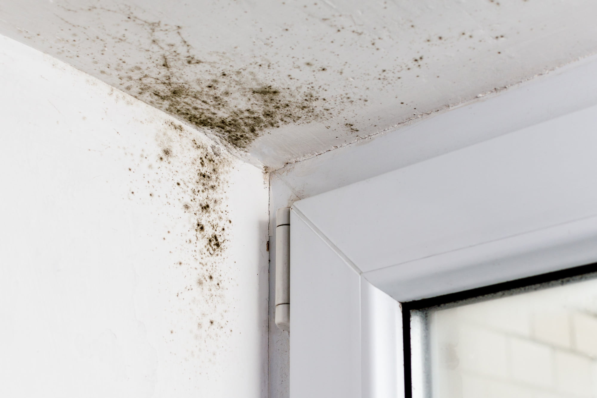 Did you know that not all mold is grown equal these days? Here are the many different types of mold that may lurk in your home today.