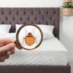 Are you wondering how to avoid bed bugs from taking over your home? Click here for three practical tips for preventing bed bugs in your home.