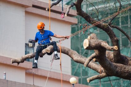 What Are the Services Provided by a Tree Removal Service Company?
