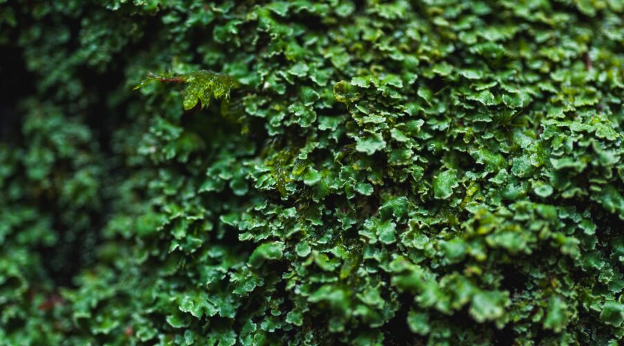 Get Your Yard in Shape: Affordable Hedge Trimming Services for Homeowners