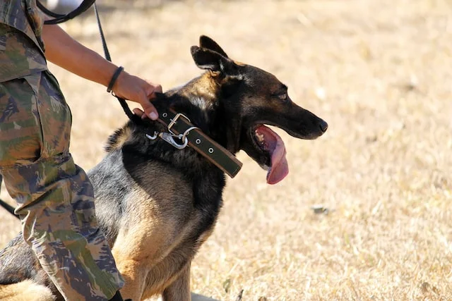 The Importance of Safe and Secure K9 Transport