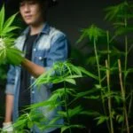 How To Choose The Right Hemp Strain From Online Weed Dispensaries?
