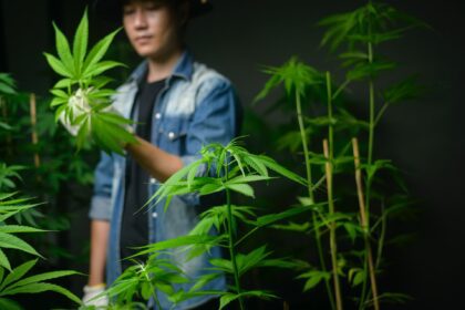 How To Choose The Right Hemp Strain From Online Weed Dispensaries?