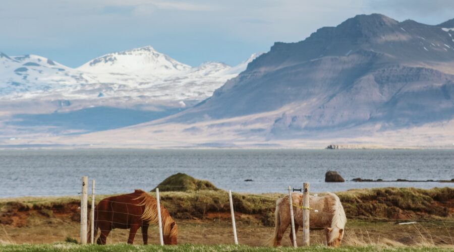 Exploring the Therapeutic Benefits of CBD Oil for Horses