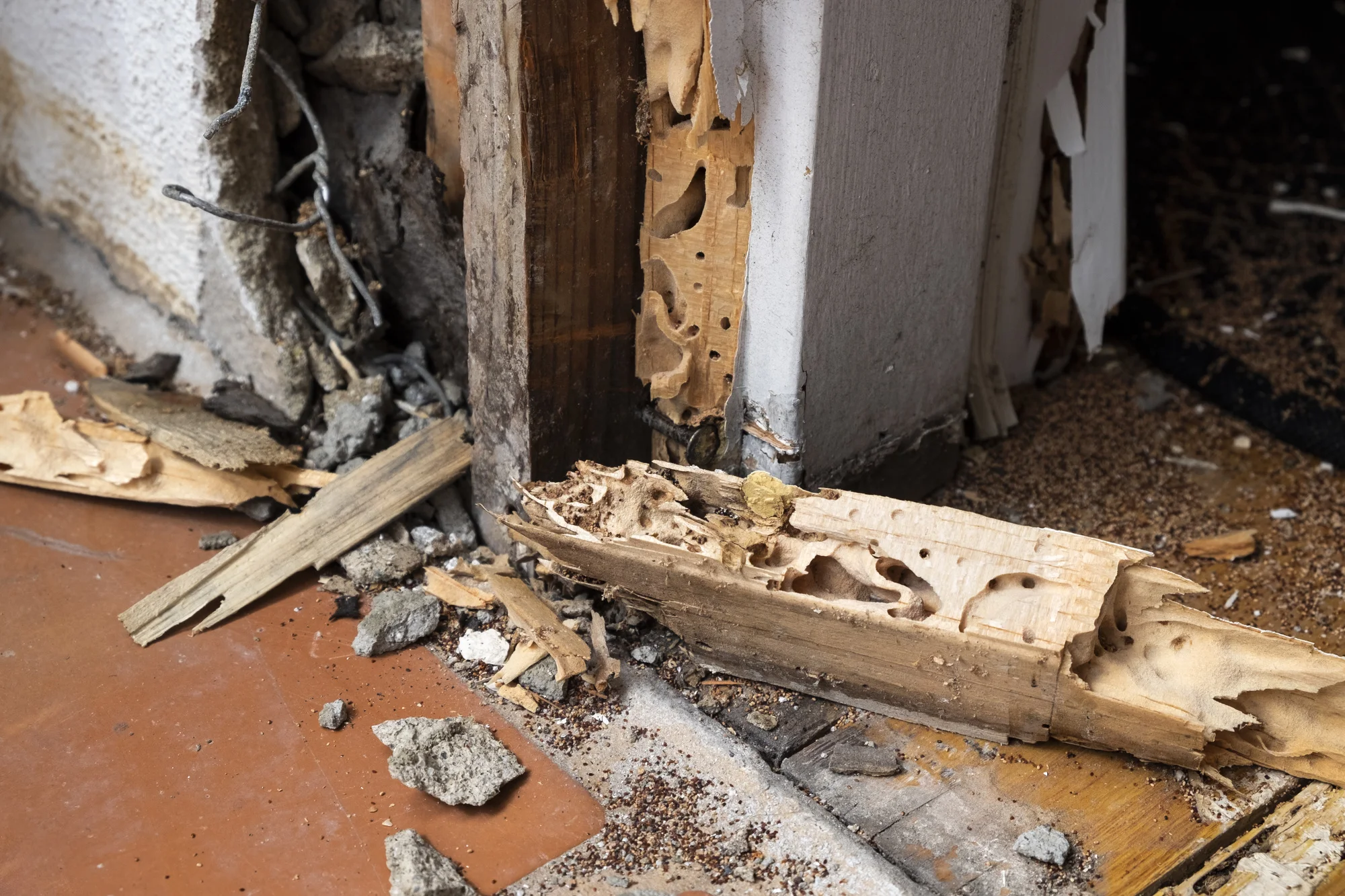 How can you tell if you have a termite infestation causing damage to your home? Click here to explore early warning signs of termites.