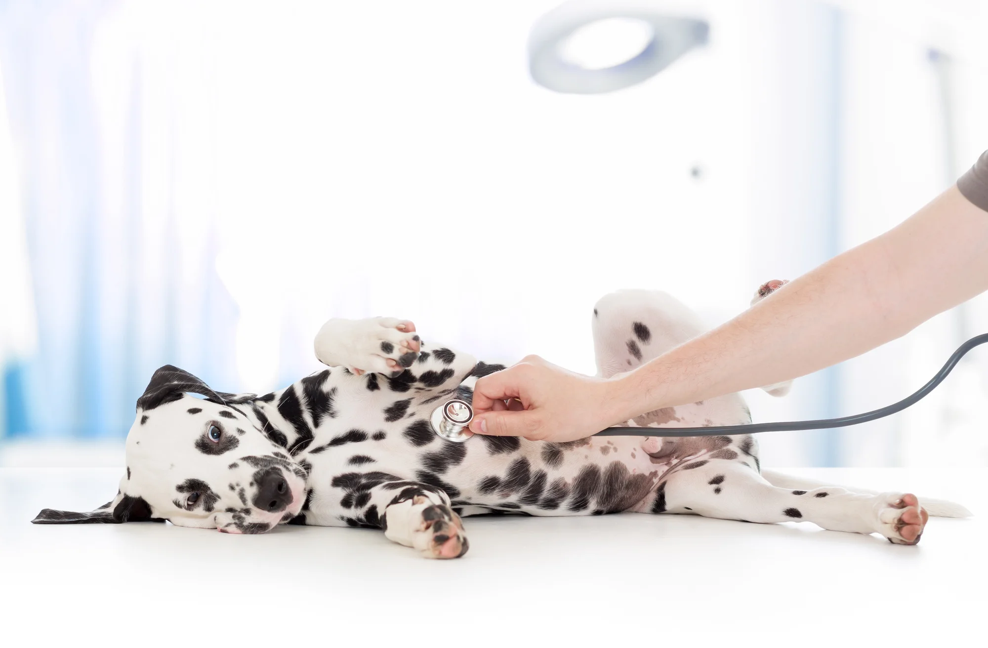 Are you looking for ways to optimize pet health for your furry friend? If so, check out this guide for everything you should know.