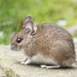 Living with rats in your home invites not only dangerous diseases, but the potential physical risk from rat bites. Here's how to spot a rat nest in your home.