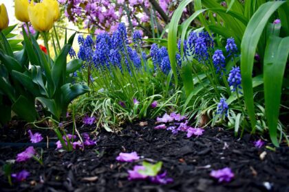 The Benefits Of Mulching For Your Garden Space.