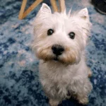 Do You Want to Be a Pet Portrait Photographer?