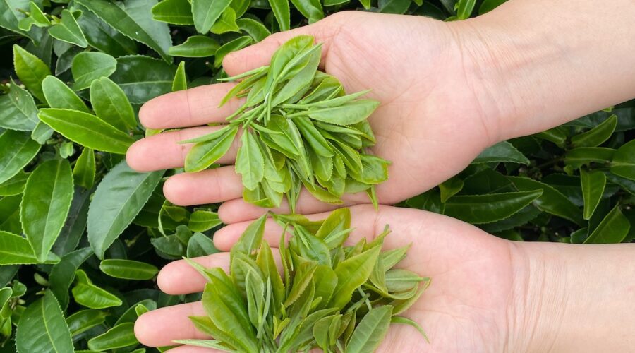 7 Tips Before Buying Mitragyna Speciosa Seeds From International Vendors