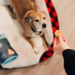 How CBD Dog Treats Can Help Your Pup Stay Healthy