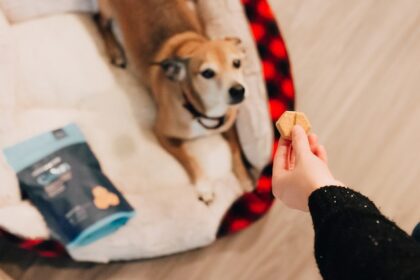 How CBD Dog Treats Can Help Your Pup Stay Healthy