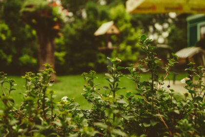 5 Things To Do In A Garden When You Buy a Home