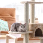 There are pets for everyone, even homebodies. Discover the best indoor pets that bring joy and companionship to your home.