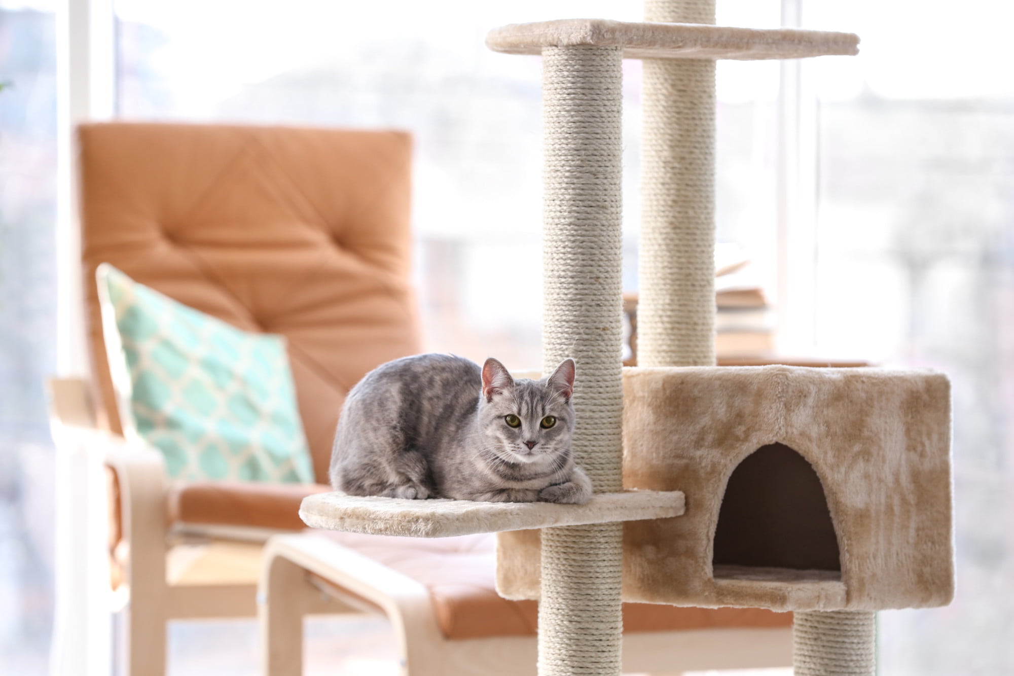 There are pets for everyone, even homebodies. Discover the best indoor pets that bring joy and companionship to your home.