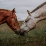 5 Tips to Keep Your Horses Happy and Fly-Free During Warm Weather