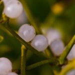The Surprising Mental Health Benefits of Mistletoe Extract