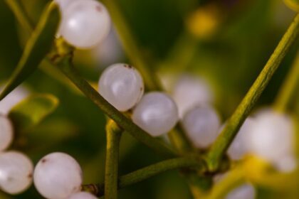 The Surprising Mental Health Benefits of Mistletoe Extract