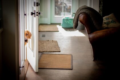 Eco-Friendly Dog Doors: Finding Sustainable & Functional Pet Doors