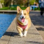 Techniques and Advice to Keep Your Dog Fit and Healthy