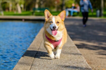 Techniques and Advice to Keep Your Dog Fit and Healthy