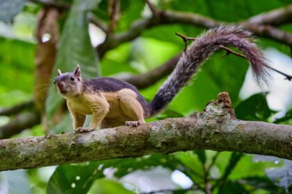 Unveiling the Methods Used in Squirrel Removal in Toronto