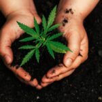 Are you looking for helpful grow tips to improve the success of your marijuana seedlings? Here's a brief guide to getting started.