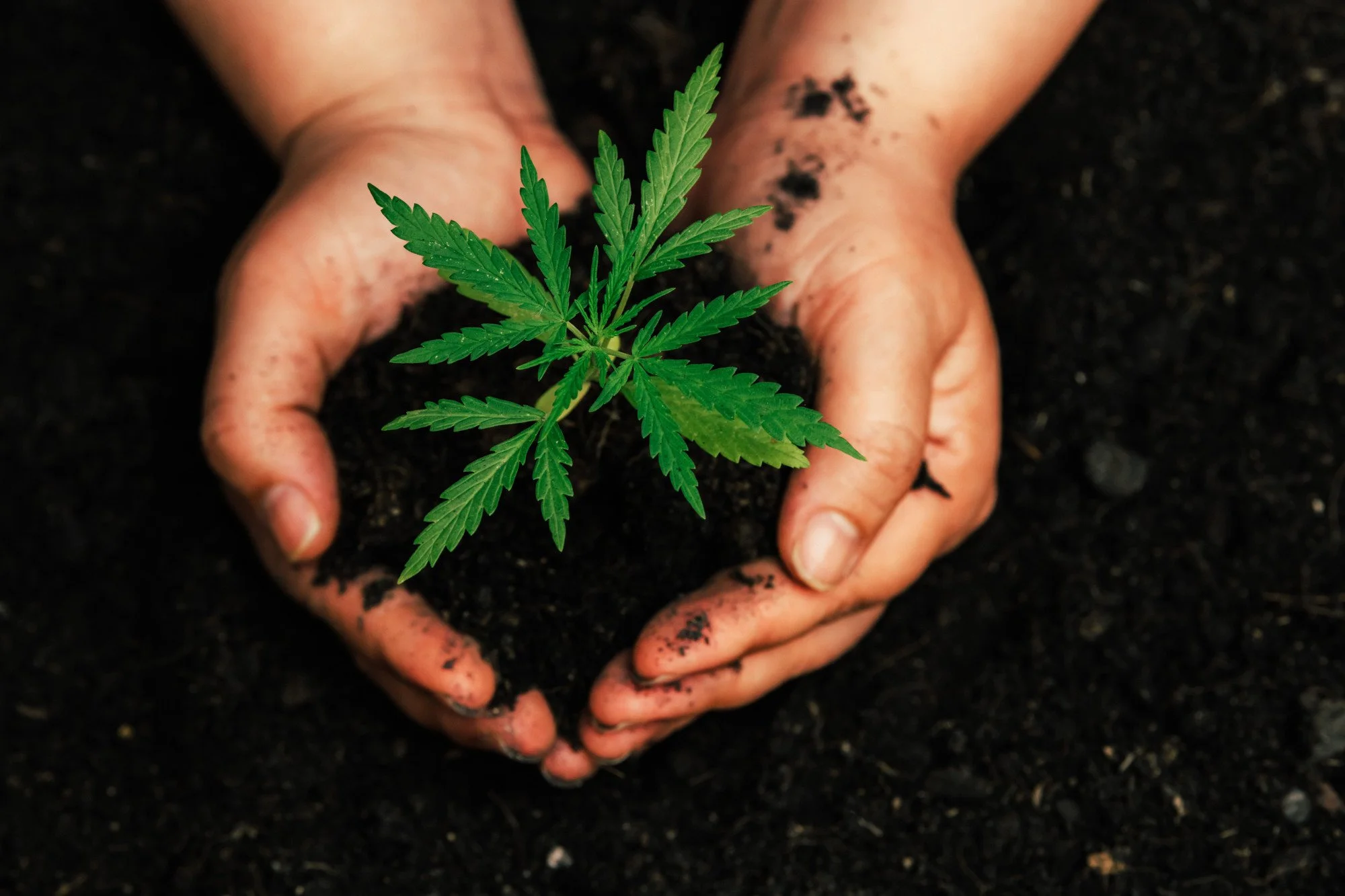 Are you looking for helpful grow tips to improve the success of your marijuana seedlings? Here's a brief guide to getting started.