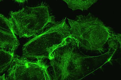 Shining a Light on eGFP mRNA: Applications in Cell Imaging and Visualization