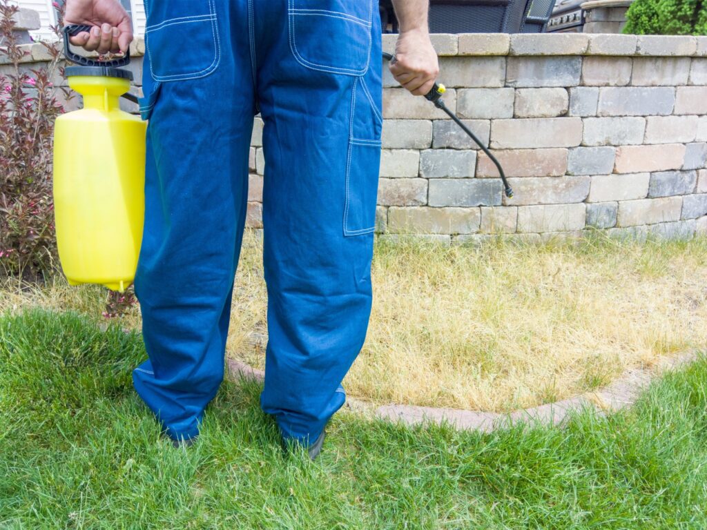 A Guide to the Best Weed Killer for Bermuda Grass Finding Farina