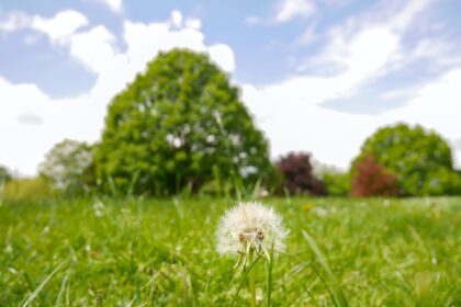 The Seasonal Guide To Weed Control In Collierville, TN