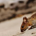 5 Signs That You Need to Call Pest Control
